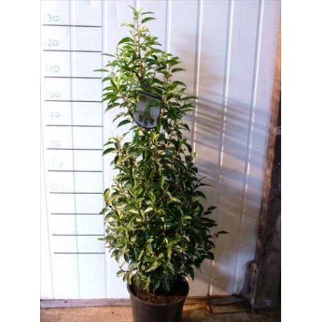 Portuguese laurel tree