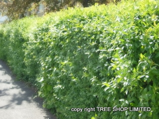 Privet Hedging Plants - Ligustrum Vulgare