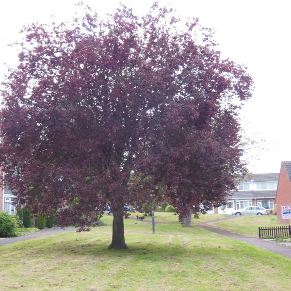 Purple beech