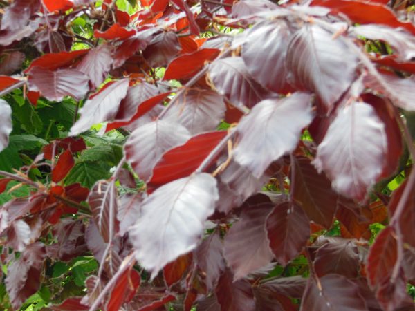 Purple Beech (fagus Sylvatica Purpurea)