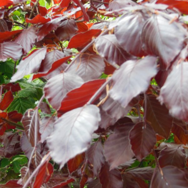 Purple Beech (fagus Sylvatica Purpurea)