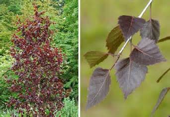 Purple Birch Tree (Betula Purpurea)