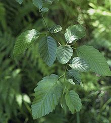 Red alder tree