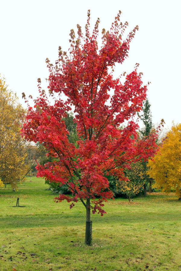 Red Maple Tree