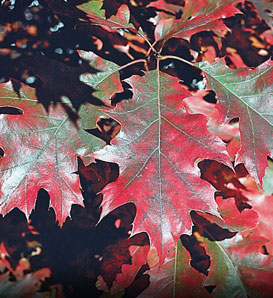 Red oak tree