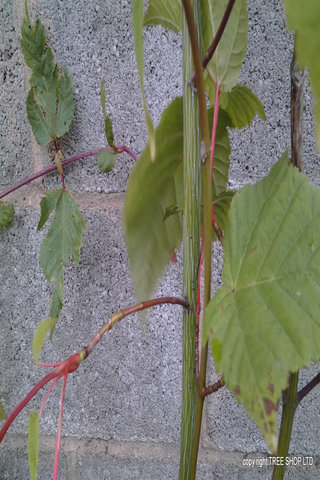 red snake bark maple