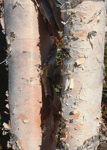 River birch tree