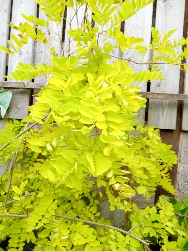 Golden Locust - Image 3