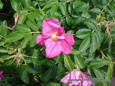 rosa rugosa flower