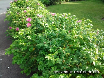 rosa rugosa ramanus rose