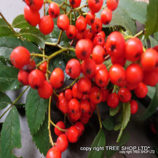 rowan berries