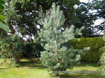 Scots pine trees