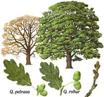 sessile oak