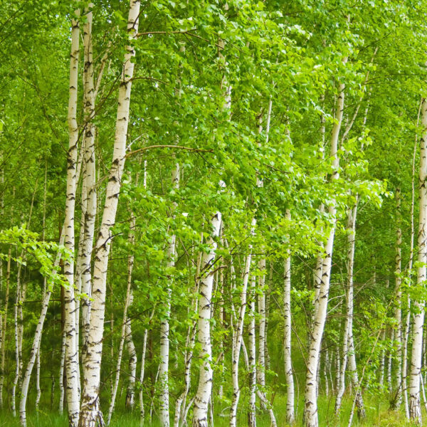 Silver birch