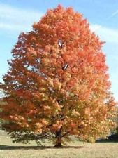 Silver maple Tree