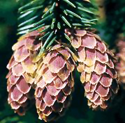 sitka spruce picea sitchenis cone