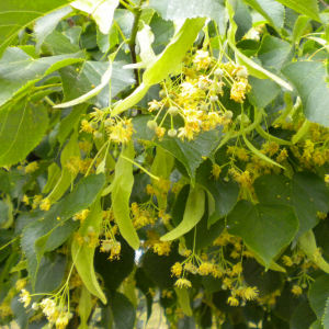 small leaved lime flowers