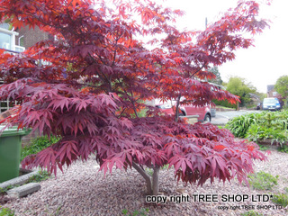 Acer smooth japanese maple