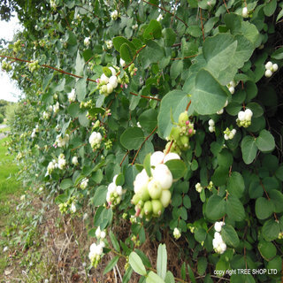 Snowberry hedge (Symphoricarpos albus)