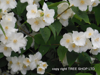 snowdrop tree