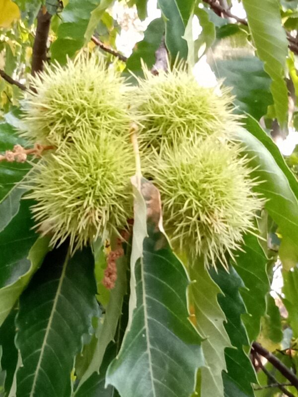 Sweet Chestnut Tree