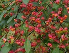 Spindleberry Bush (Euonymus Europaeus)