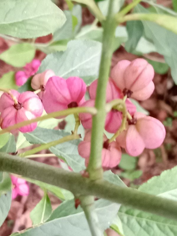 euonymus europaeus