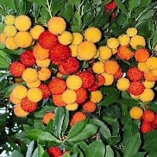 Strawberry trees (arbutus unedo)