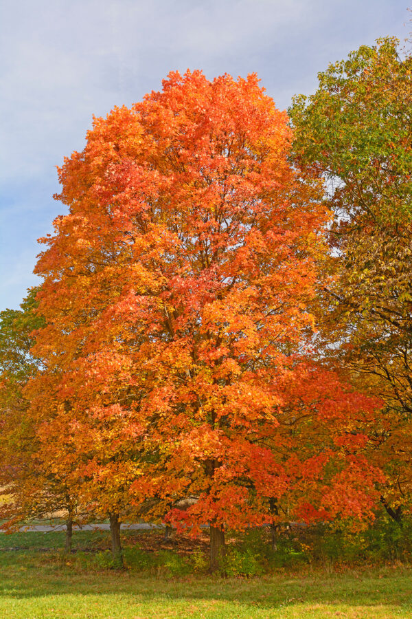 Sugar Maple Tree