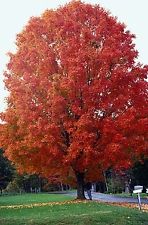 Sugar maple acer tree