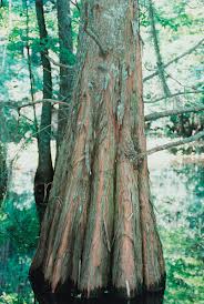 swamp cypress tree