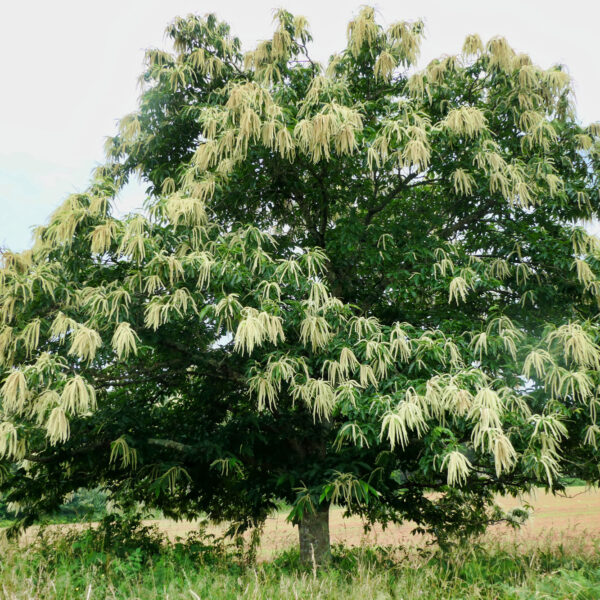 Sweet chestnut tree in full bloom