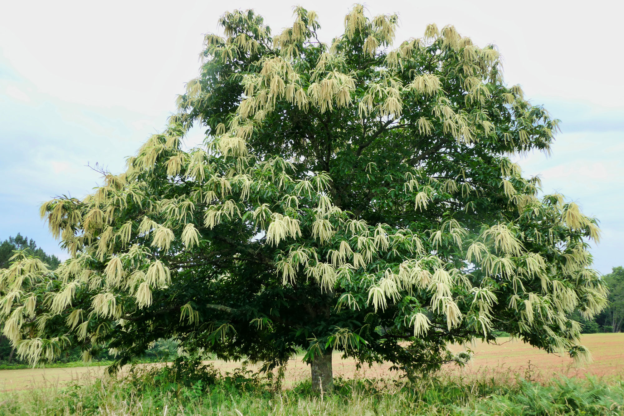 Sweet chestnut tree in full bloom
