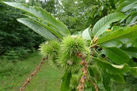 sweet chestnut