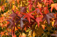 sweet gum liquidamber tree