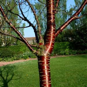 Prunus Serrula tree