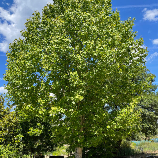 Tulpenbaum, Liriodendron tulipifera