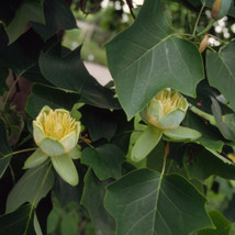 tulip tree