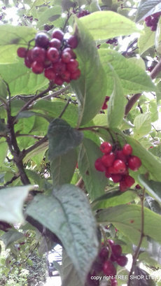 viburnum lantana wayfaring