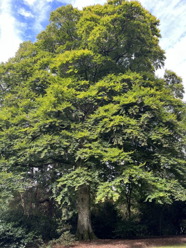 Green Beech Hedging - Image 3