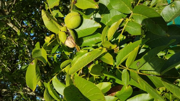 Walnut nuts