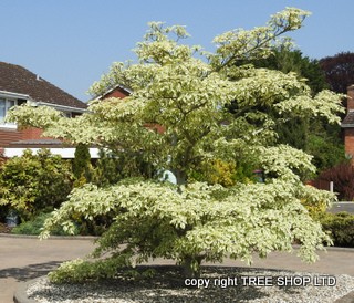 wedding cake tree