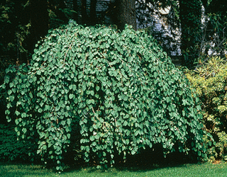 Weeping katsura tree