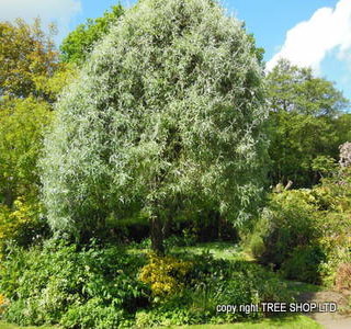 Weeping Pear (pyrus salicifolia pendula)