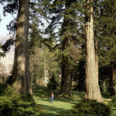 Wellingtonia - Sequoiadendron giganteum