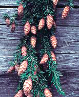 Western Hemlock (Tsuga heterophylla) Evergreen