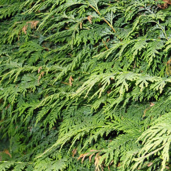 Western Red Cedar