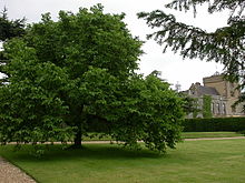 white mulberry