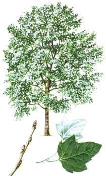 Fruta del árbol de álamo blanco