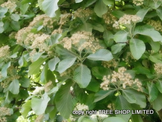 whitebeam tree sorbus aria